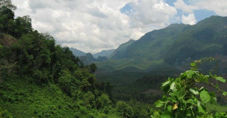 Laos aims for 70 per cent forest cover to secure greener future