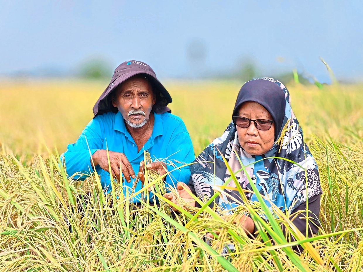 Modern padi farming the way to go