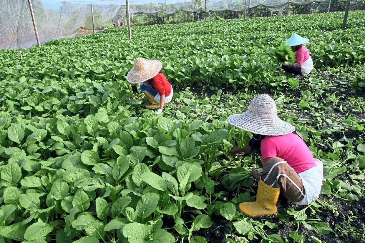 Cheap imports, aimless programmes hurting farmers