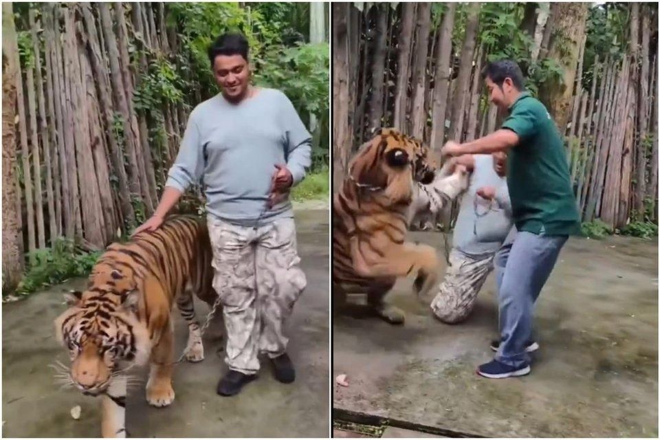 Indian tourist attacked by tiger while taking a selfie with the feline in Thailand