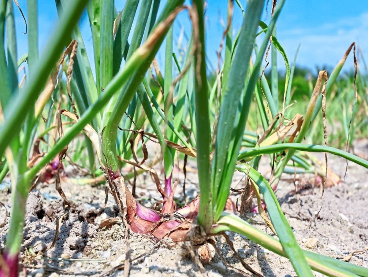 Perak to grow onions in more districts