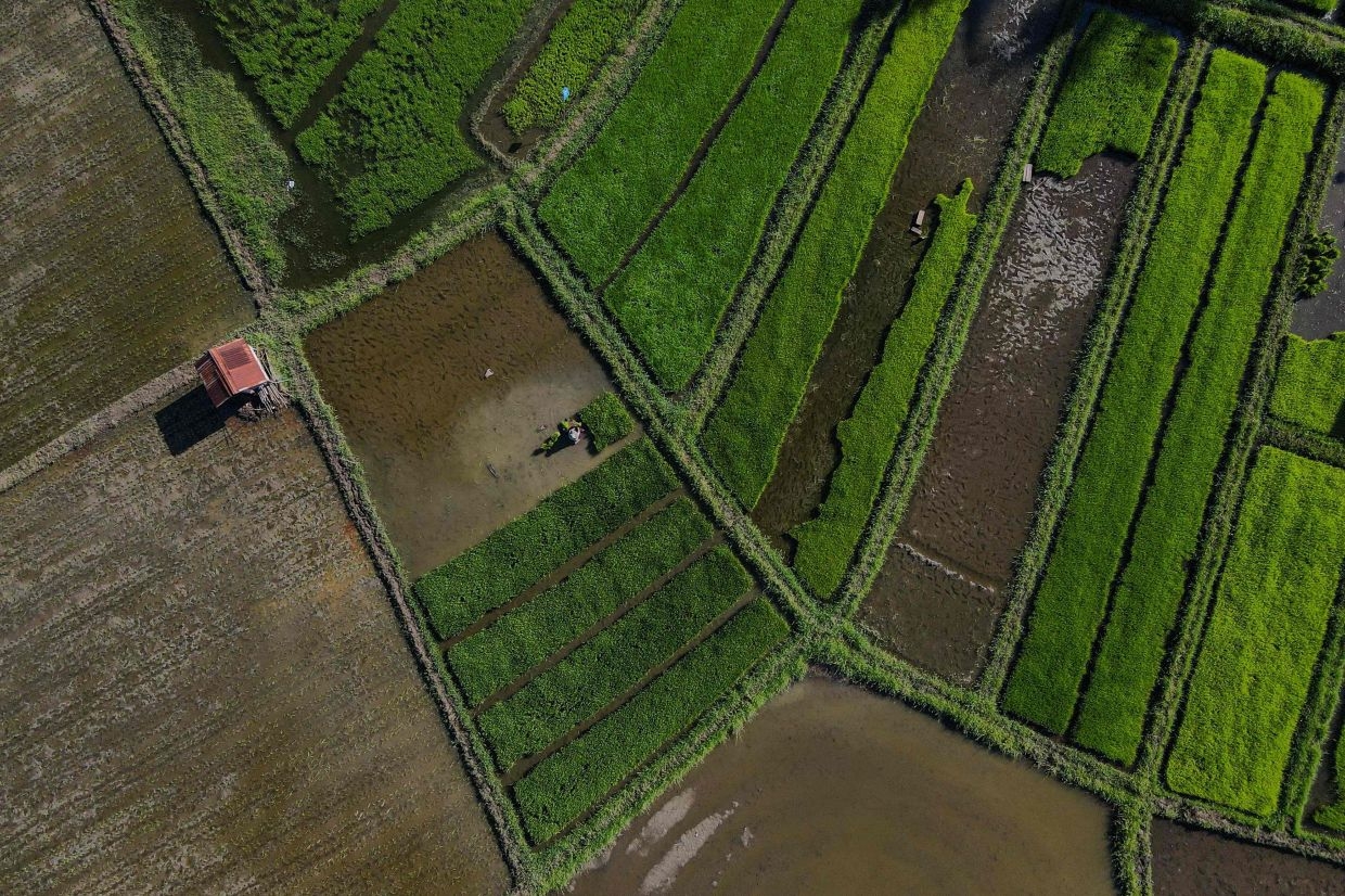 Indonesia needs smarter farming, not more farmers: Comment