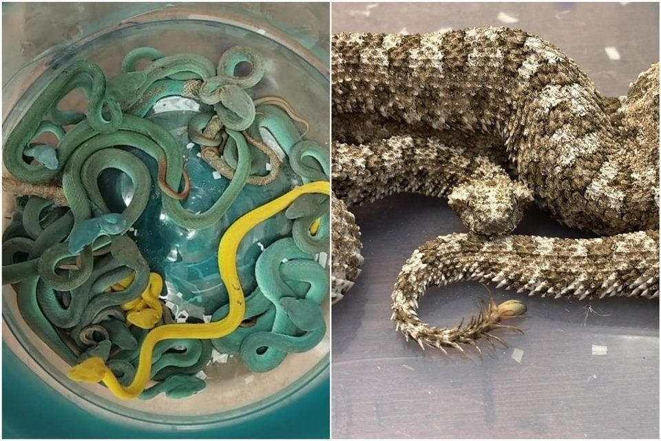 Snakes on a plane: Indian smuggler caught with venomous vipers