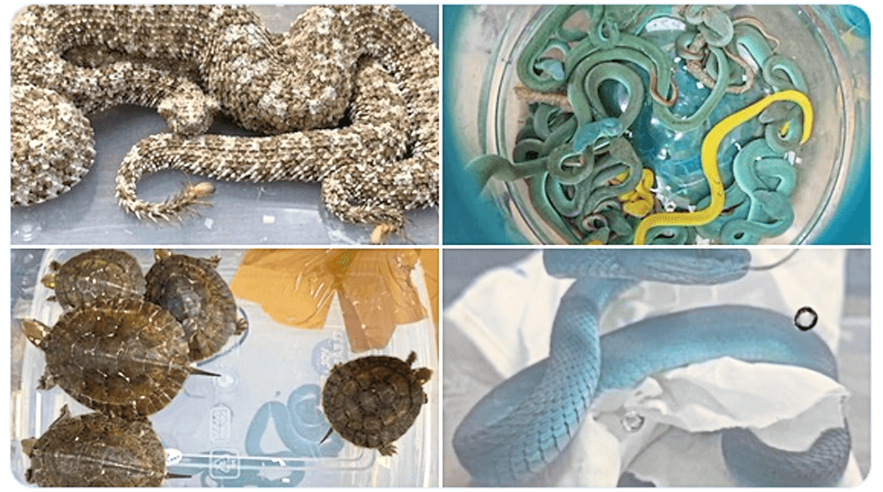 Passenger stopped for smuggling over 40 snakes