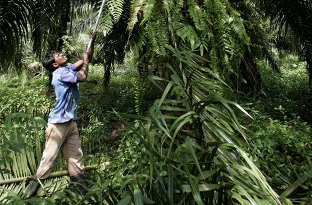 Lower crude palm oil prices a drawback for Hap Seng Plantations