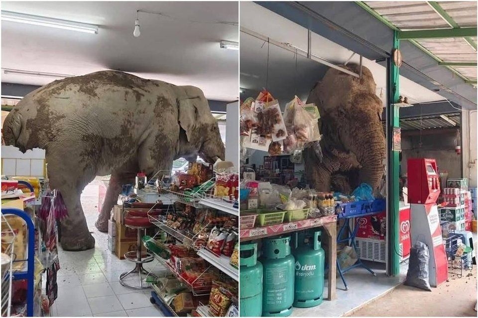 Wild elephant with a sweet tooth raids Thai grocery store