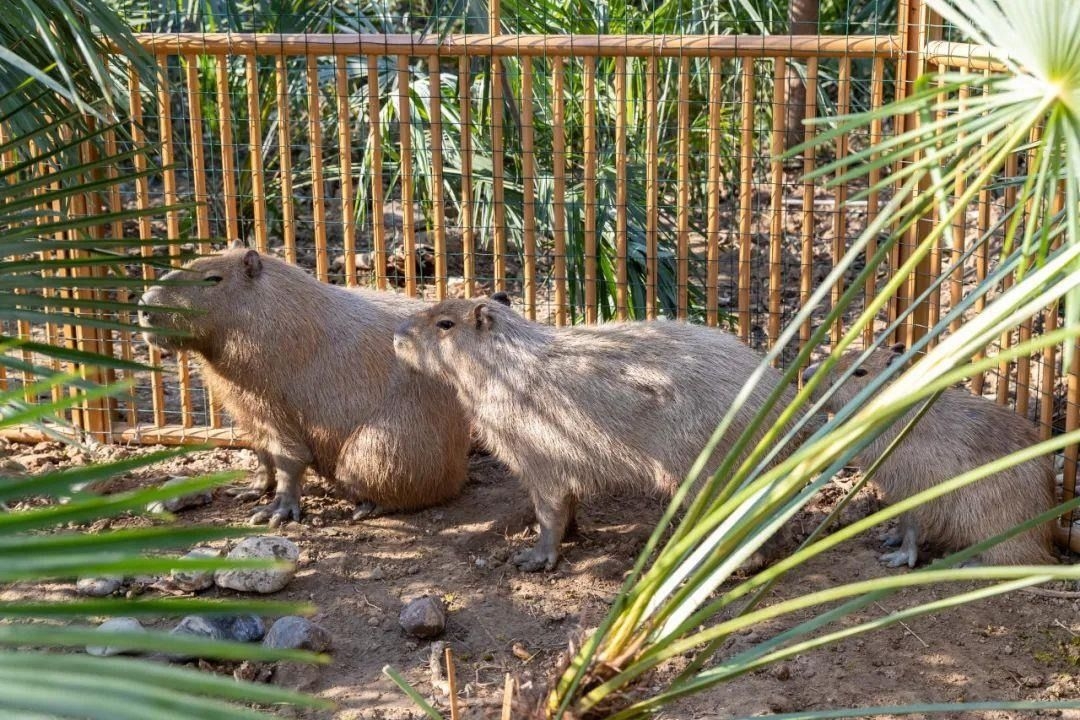 Fugitive capybara caught by China zoo after two months on the run