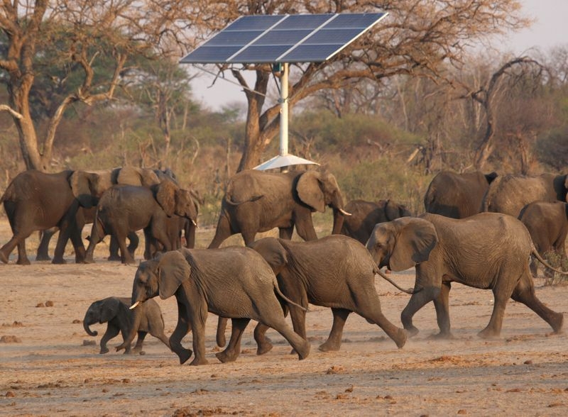 Zimbabwe issues permits for cull of at least 50 elephants