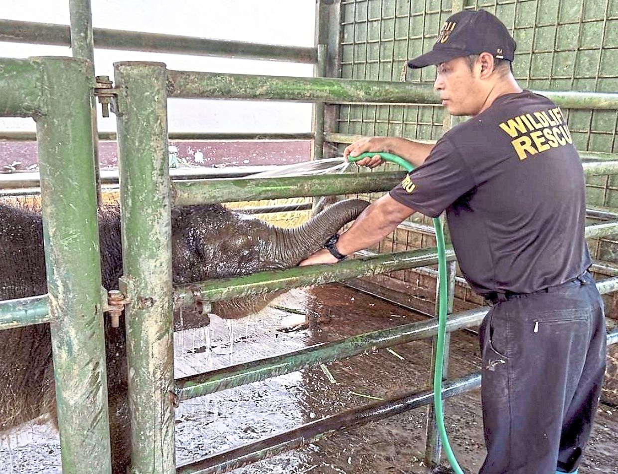Snare traps remain a threat to Sabah wildlife