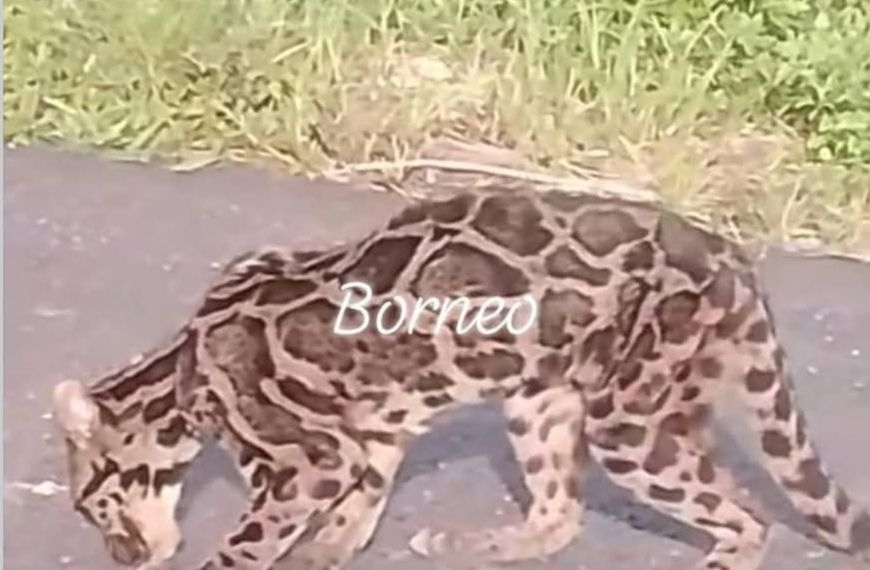 QuickCheck: Was a rare leopard sighted in Sarawak recently?