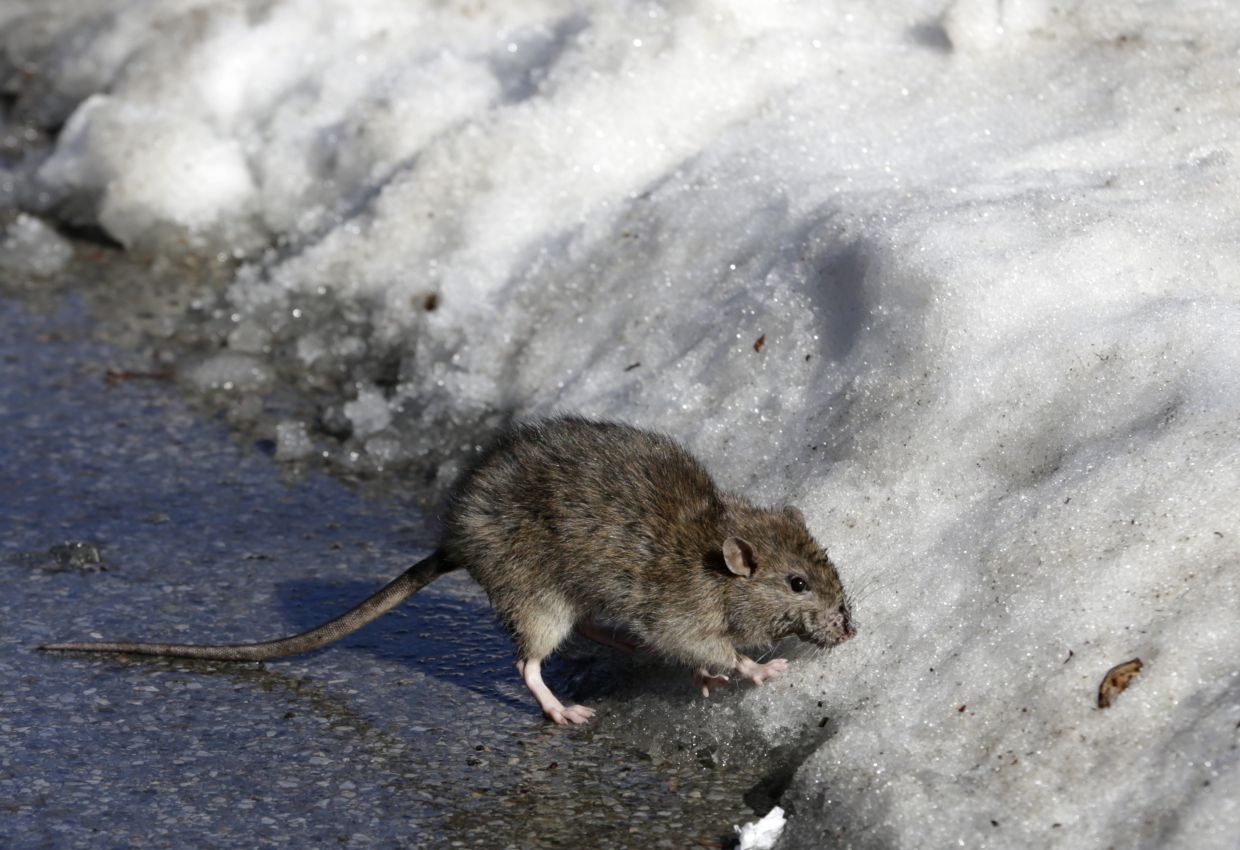 QuickCheck: Can rats detect tuberculosis by smell?