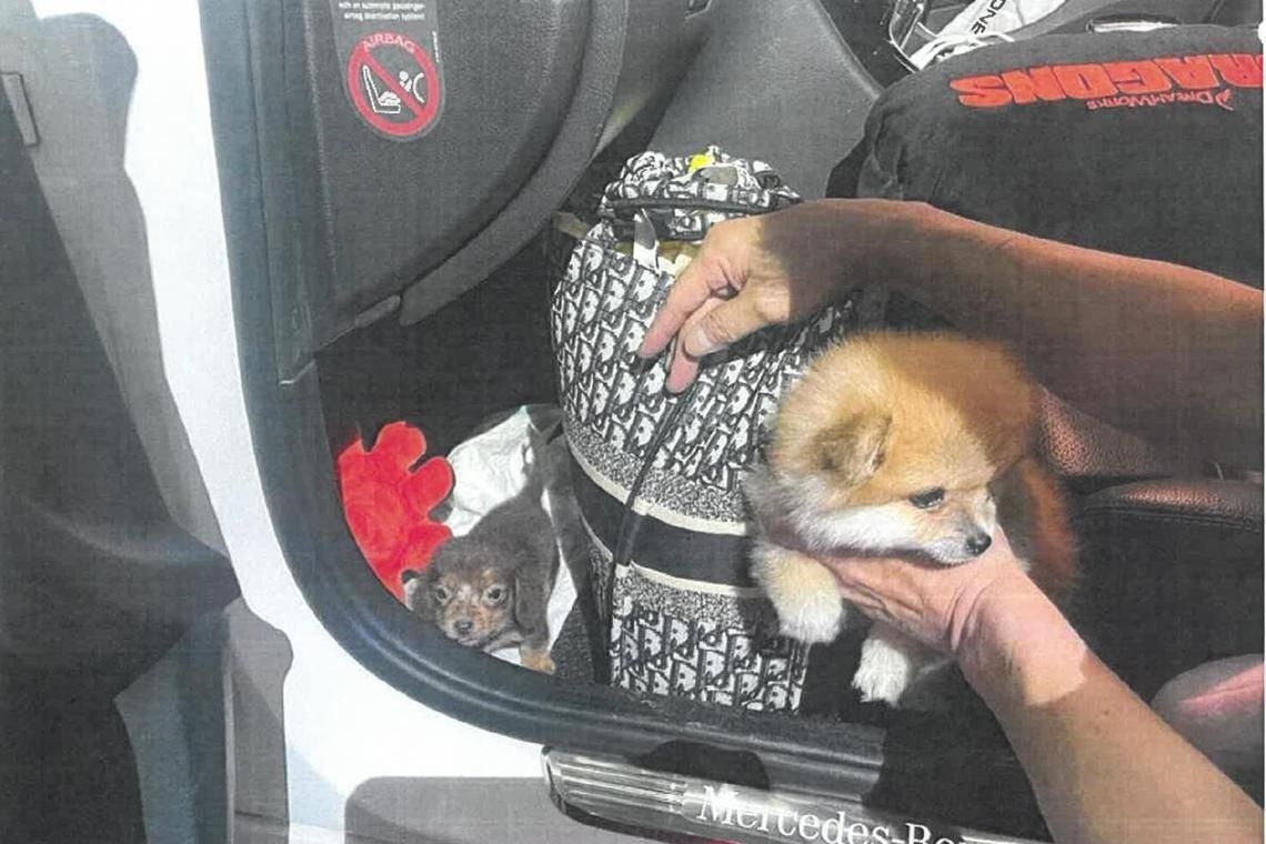 Three weeks' jail each for married couple who smuggled dogs from Malaysia