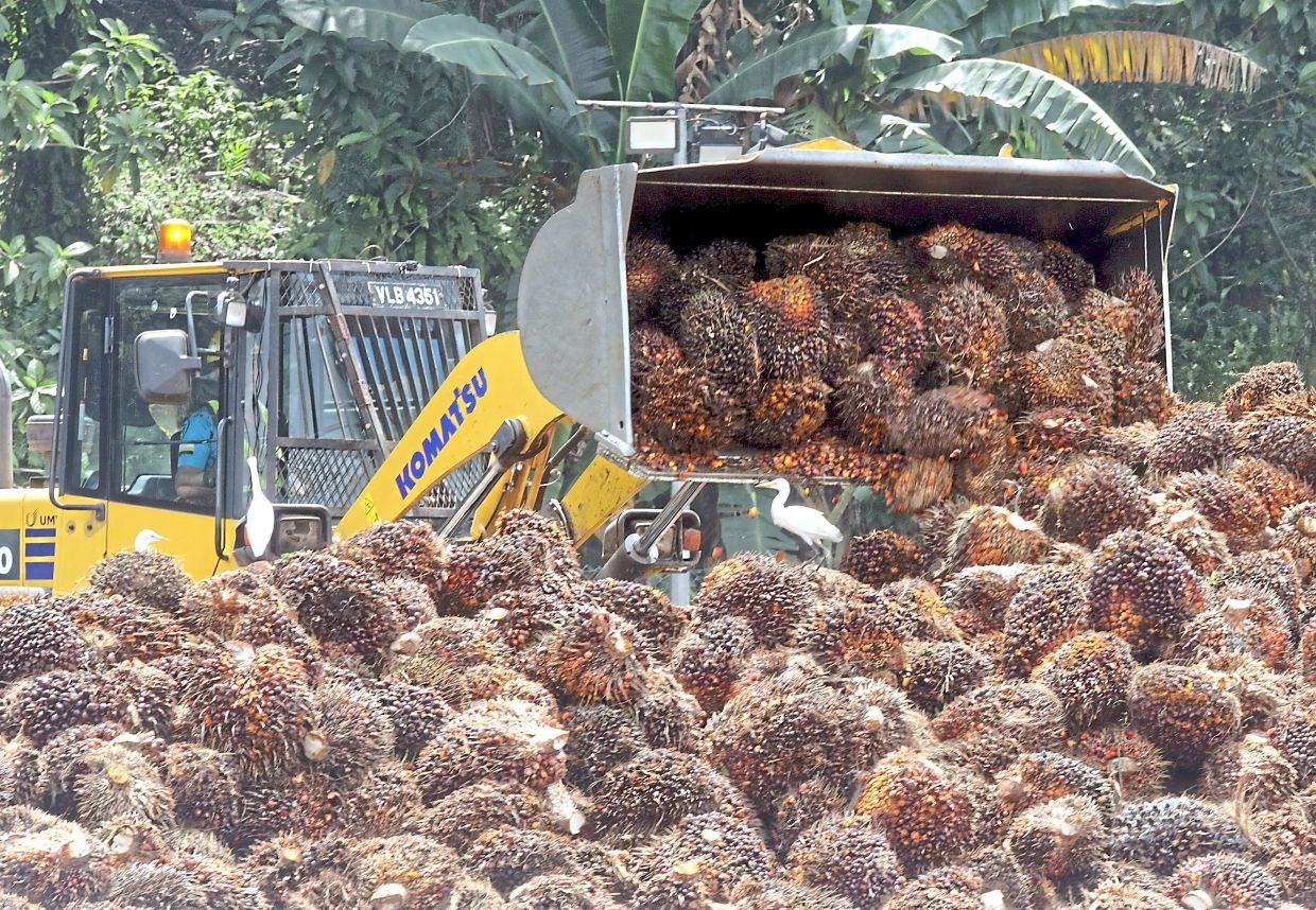 Industry consolidation the next chapter of oil palm?