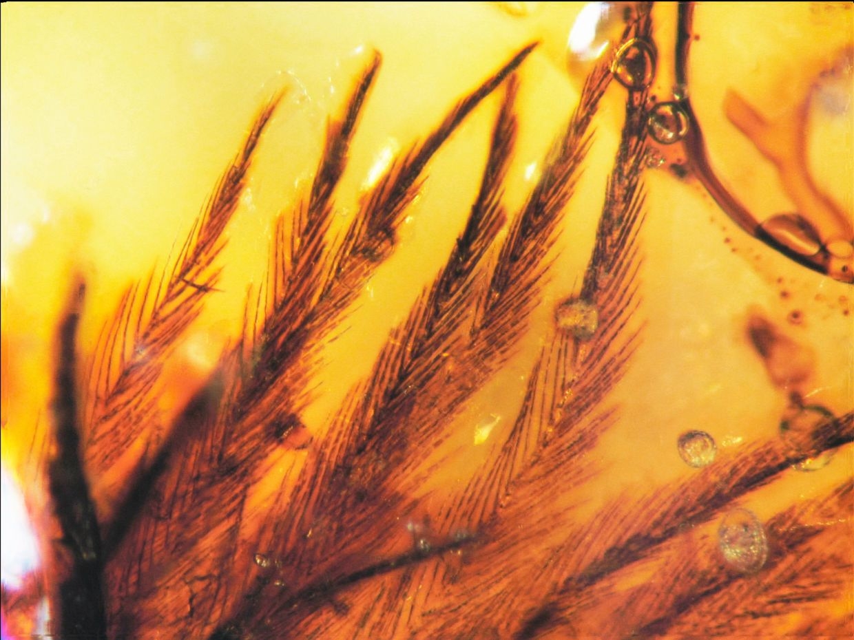China's scientists unlock secrets of how early birds conquered the skies