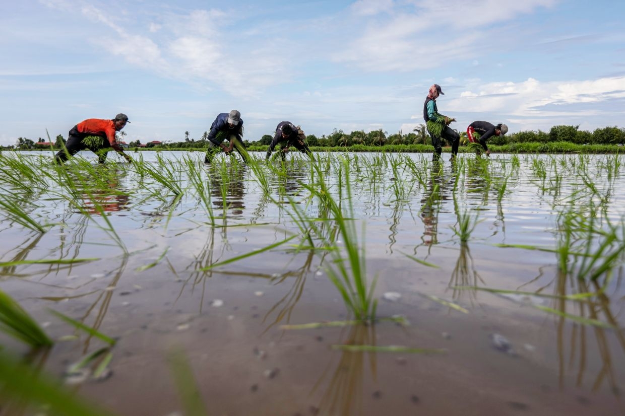 Mada steps up support for padi farmers ahead of expected dry spell
