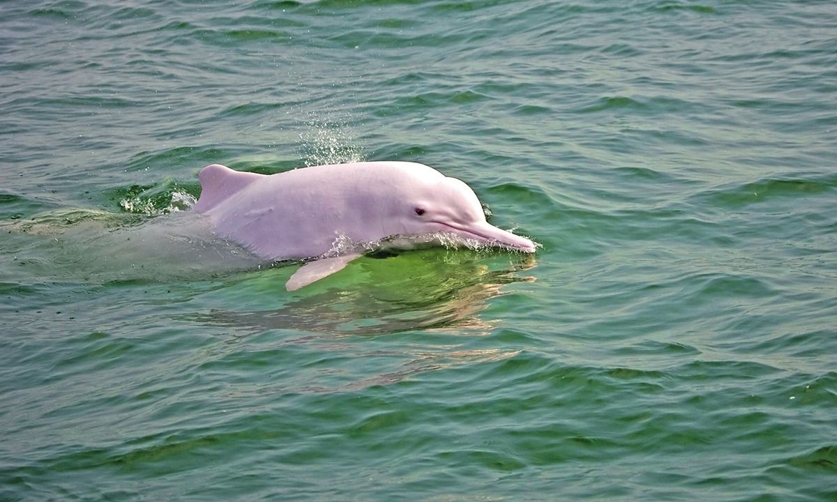 Chinese and South-East Asian experts led by Cambodia share dolphin conservation strategies