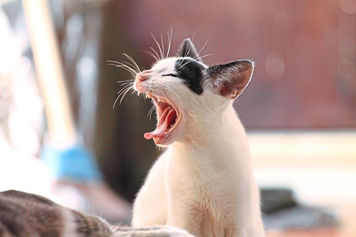 Cats have evolved genetically to communicate better with us