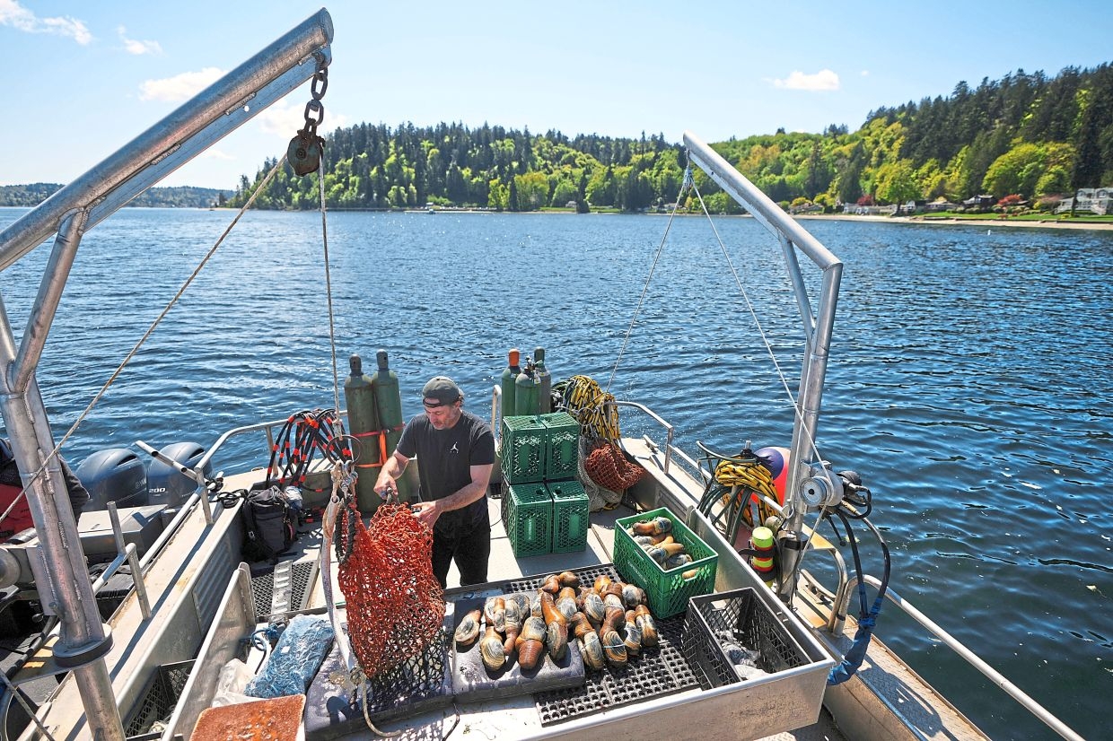 No work for ‘gooey-duck' divers
