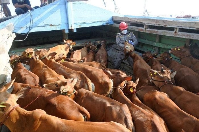 Demand for Idul Adha sacrificial livestock drops amid economic slowdown in Indonesia