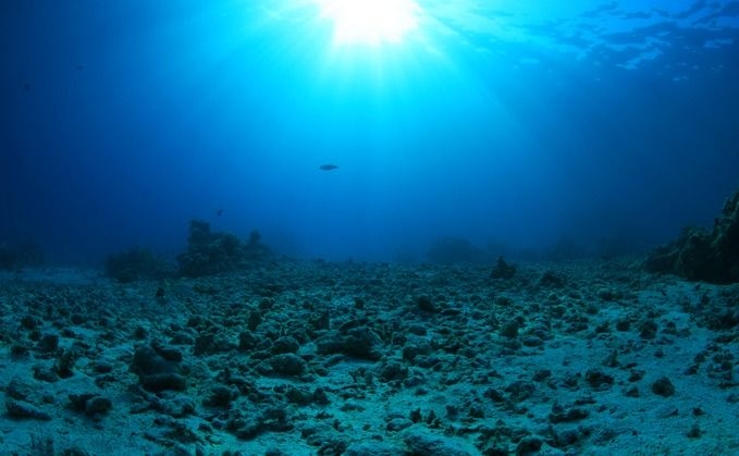 30 per cent global ocean protection target not enough for marine giants, says study