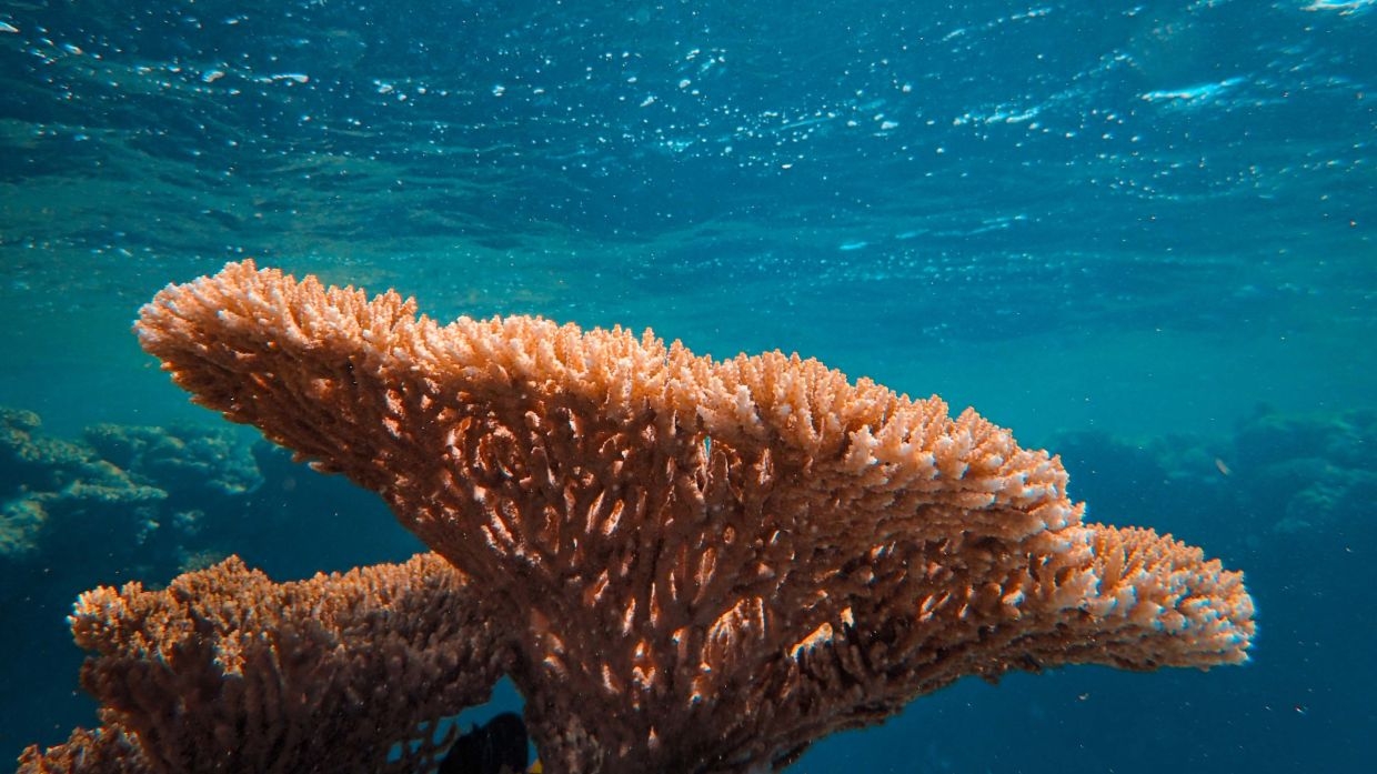 Coral reefs face race against time as climate change outpaces their survival, says study