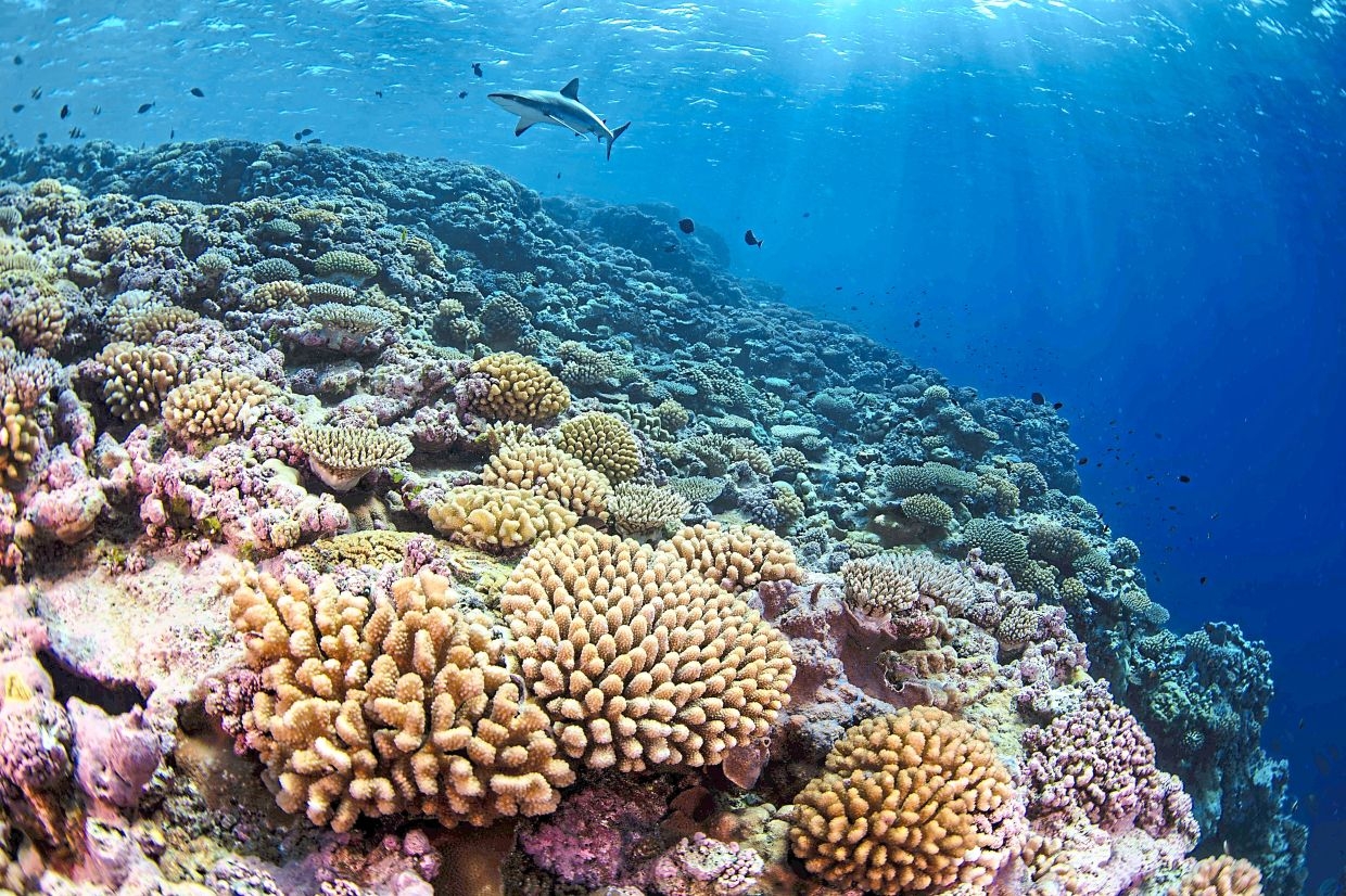 Bleached reefs signal ecological, economic alarm