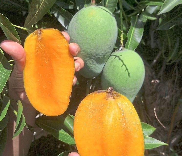 How an 'accidental' mango cultivator boosted the image of Harumanis in Perlis
