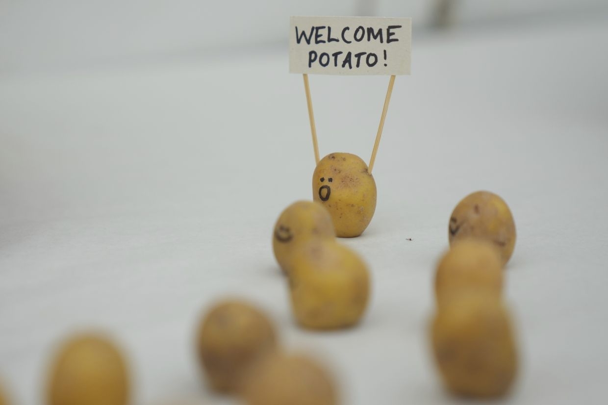 Quirky vegetable sculpture contest features a squash Trump and papal 'cornclave'