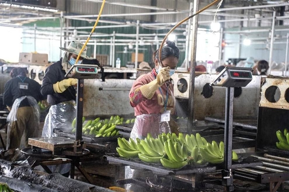 Chinese banana group expands Cambodian operations by 50%