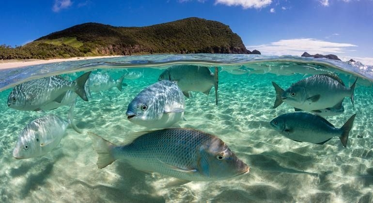 United Nations and Asean urge global community to protect oceans under threat