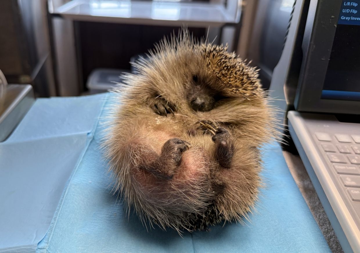 A second chance for spiky souls: Inside Italy's hedgehog hospital
