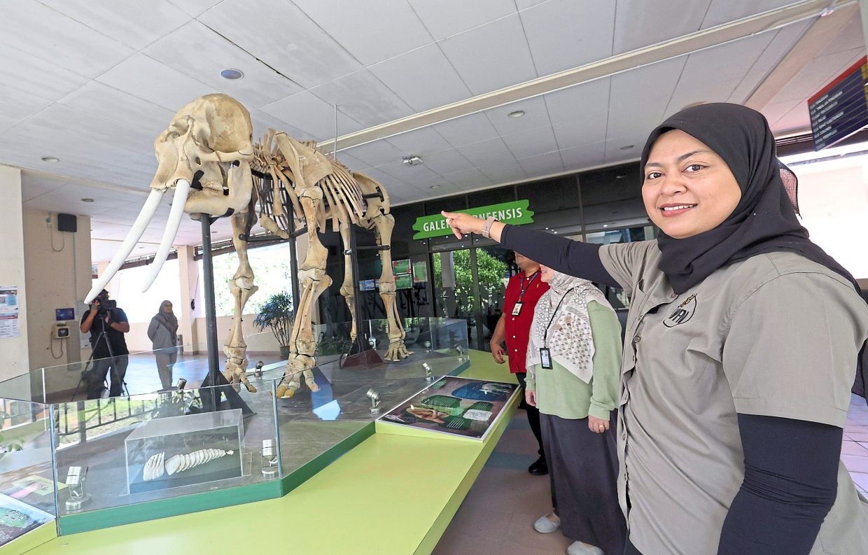 Recognised for work on elephants