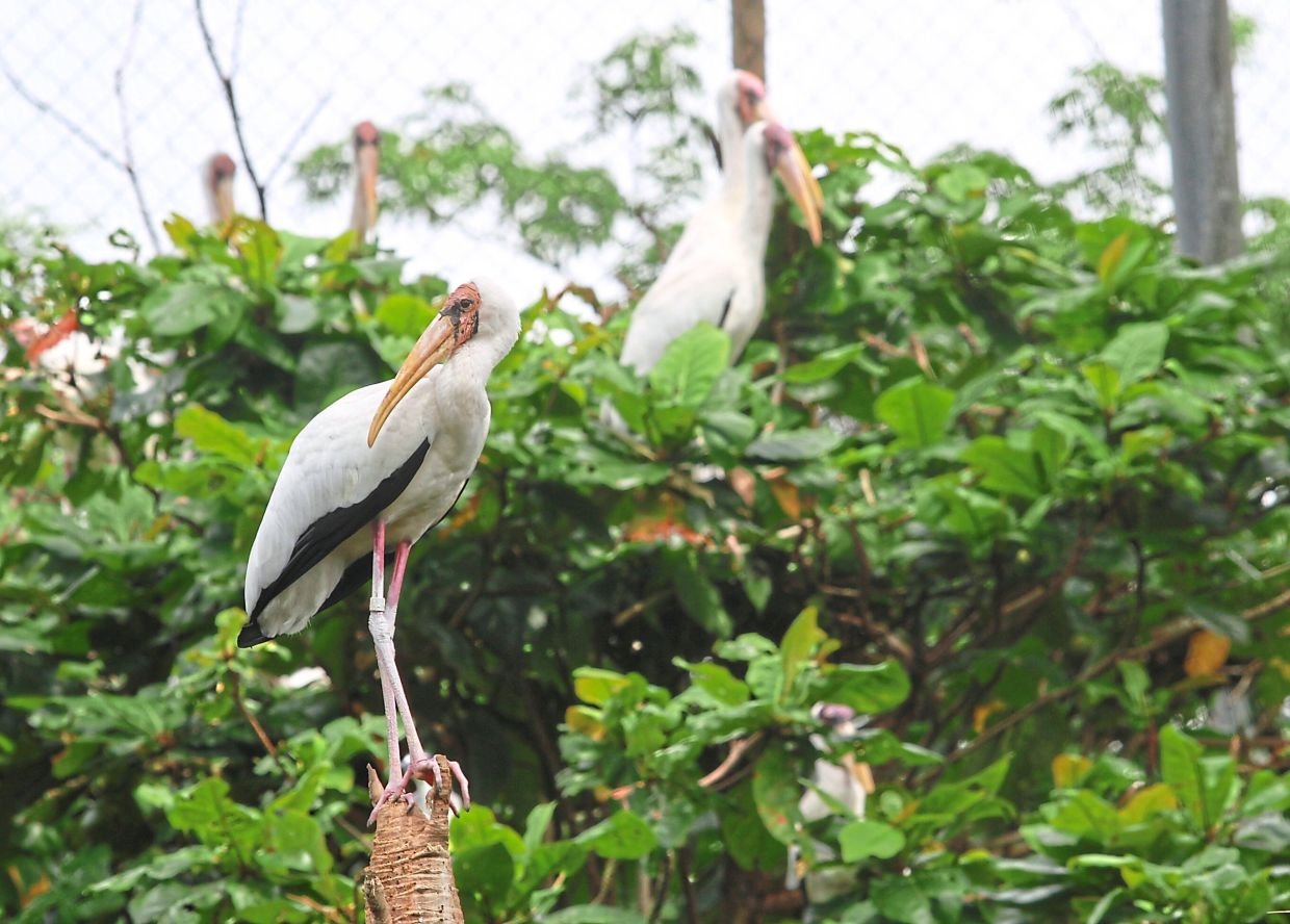 Zoo's vital role in nature conservation
