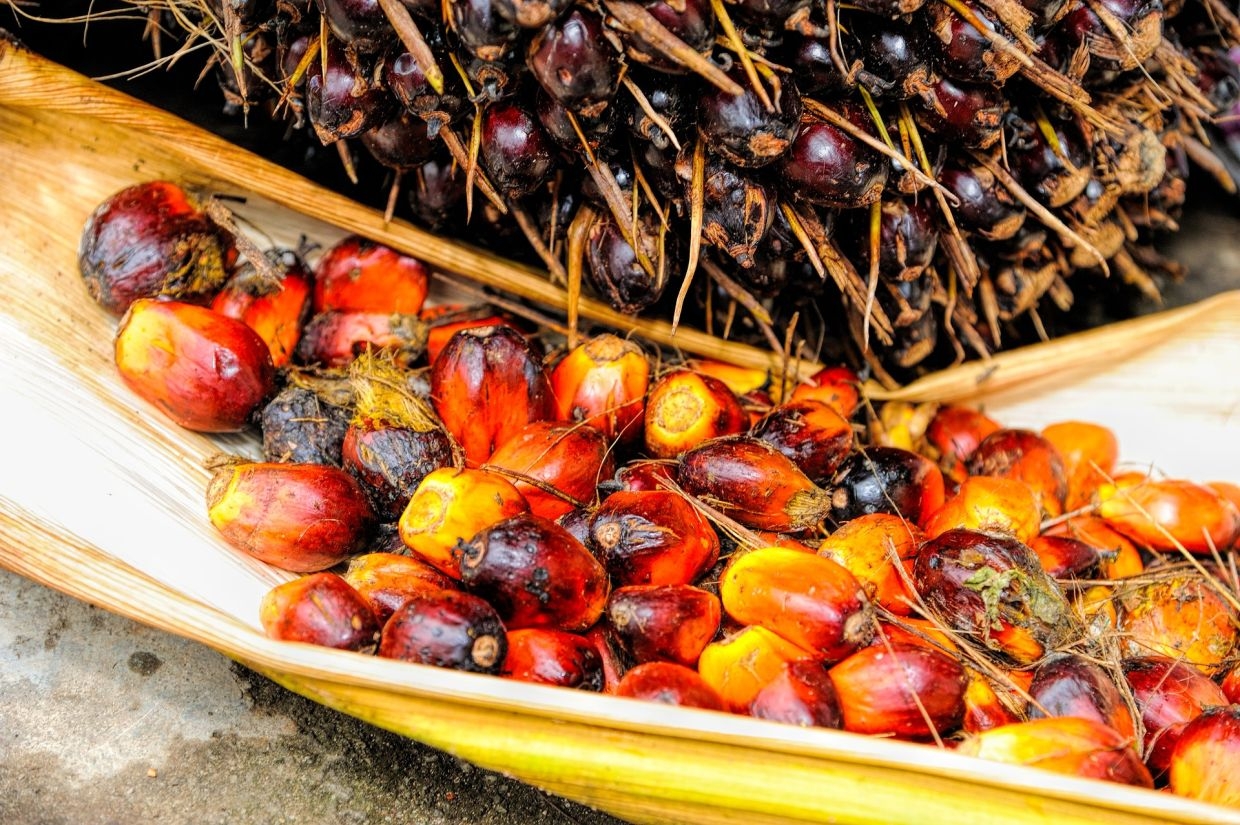 Structural challenges likely for plantation sector