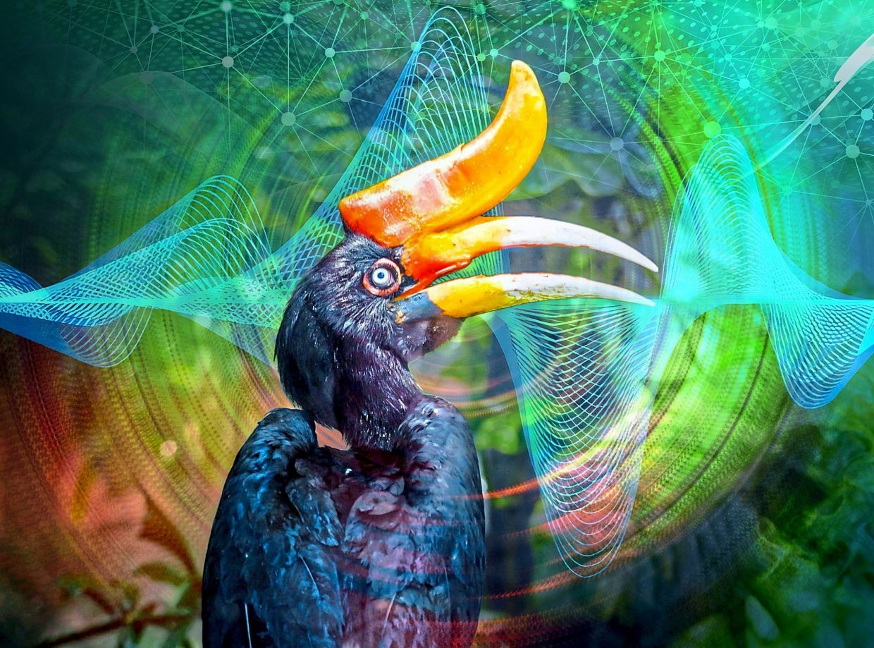 Using AI to track hornbills in Malaysian jungles