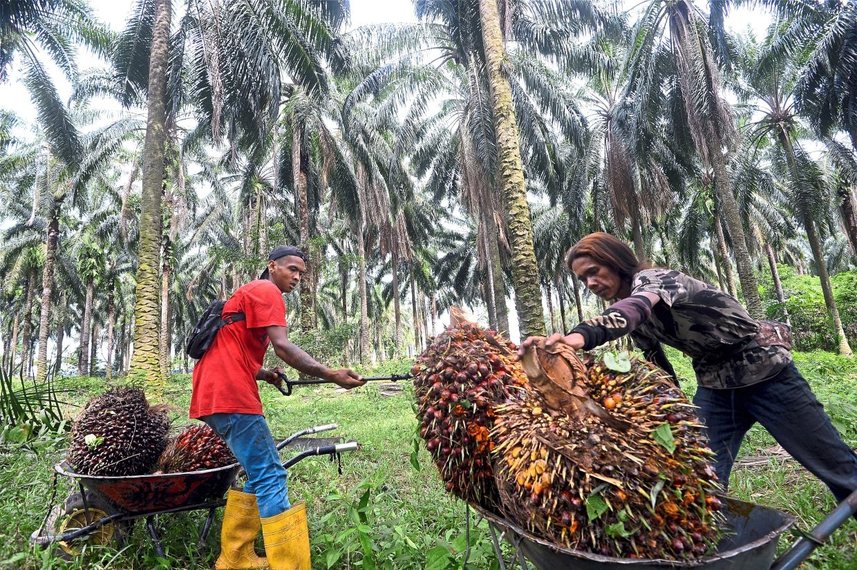 Malaysia's palm oil stocks hit 8-month high in May as output jumps