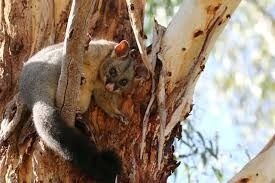 Indian smuggler on flight from Thailand stopped with possums, lizards, tarantulas