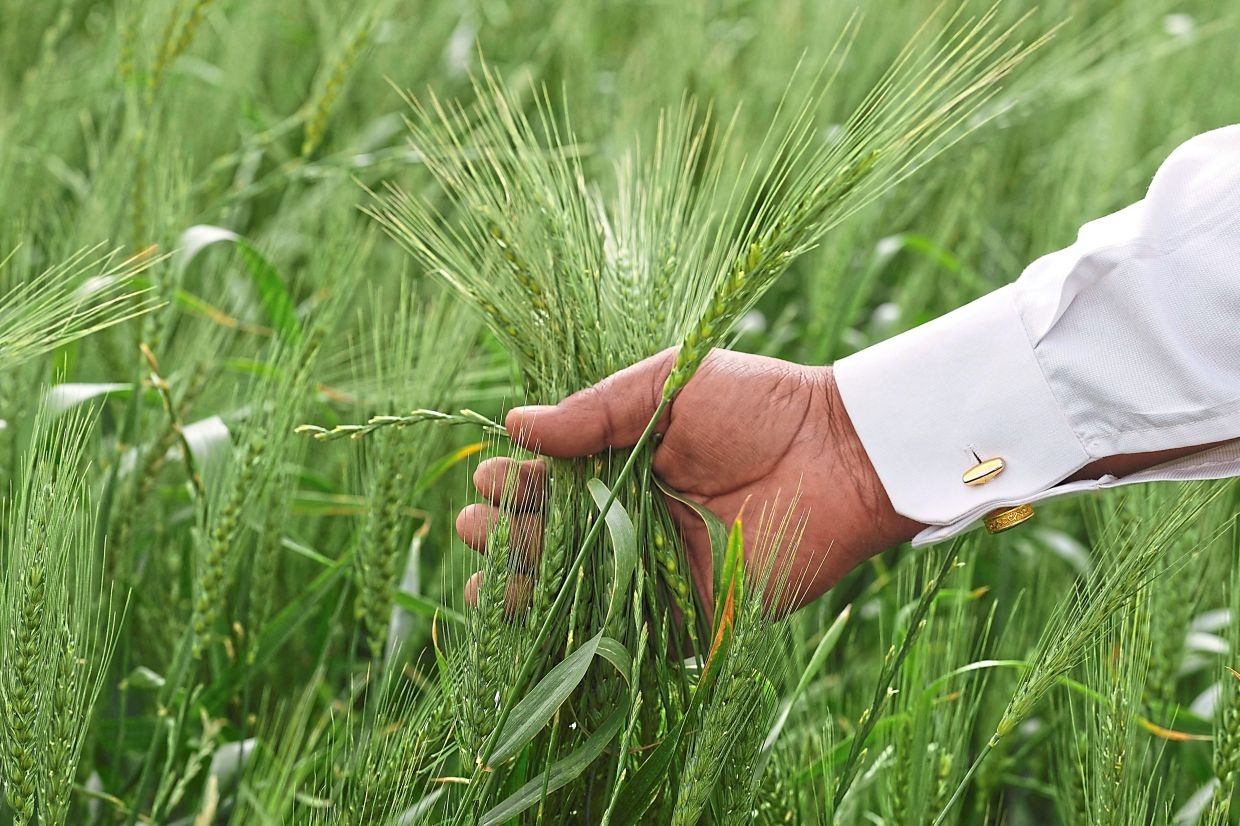 A risky move: Farmers turn to groundwater to boost yield in the desert