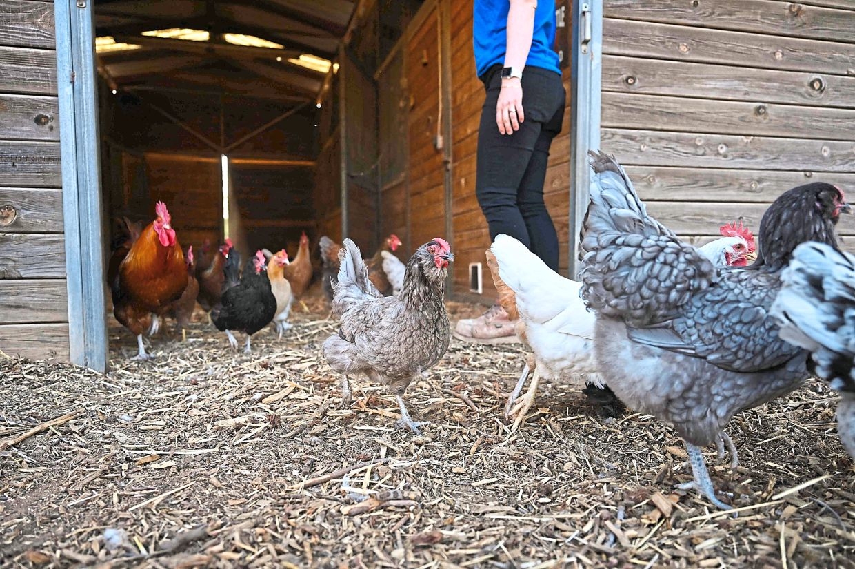 The sunny side of renting chickens