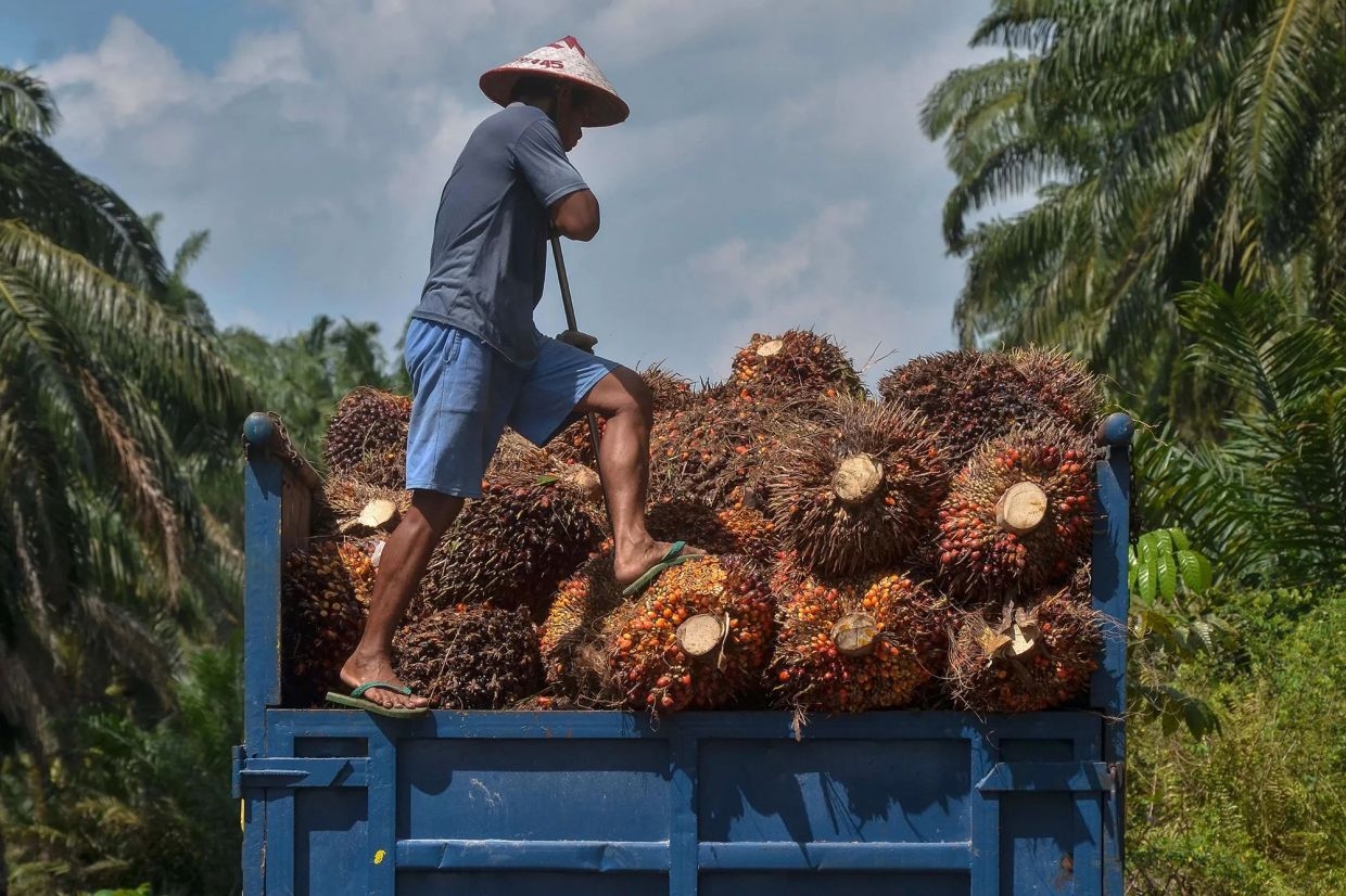 CPO prices to remain under short-term pressure