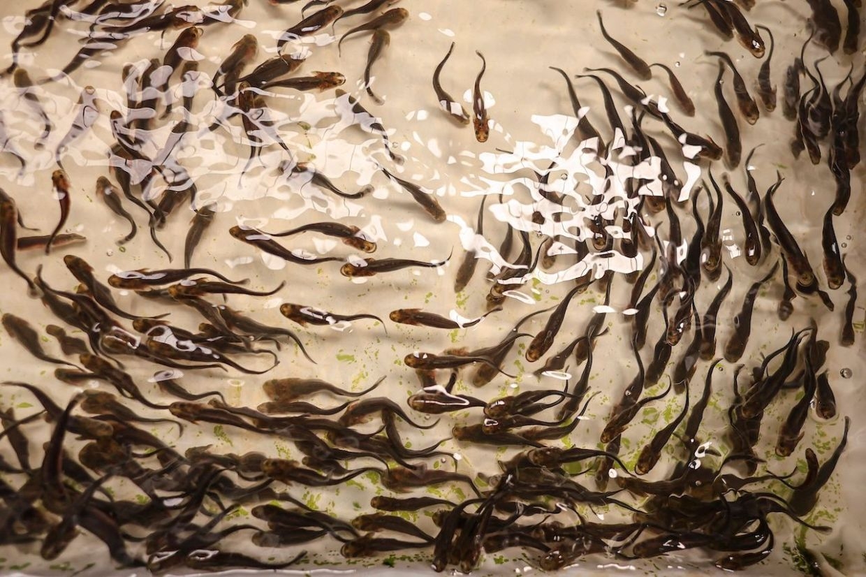 Farmed production of some fish like Tilapia - and seaweed