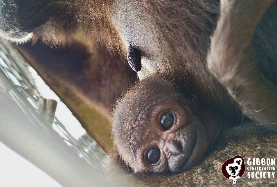 First male gibbon birth in captivity recorded in Sabah
