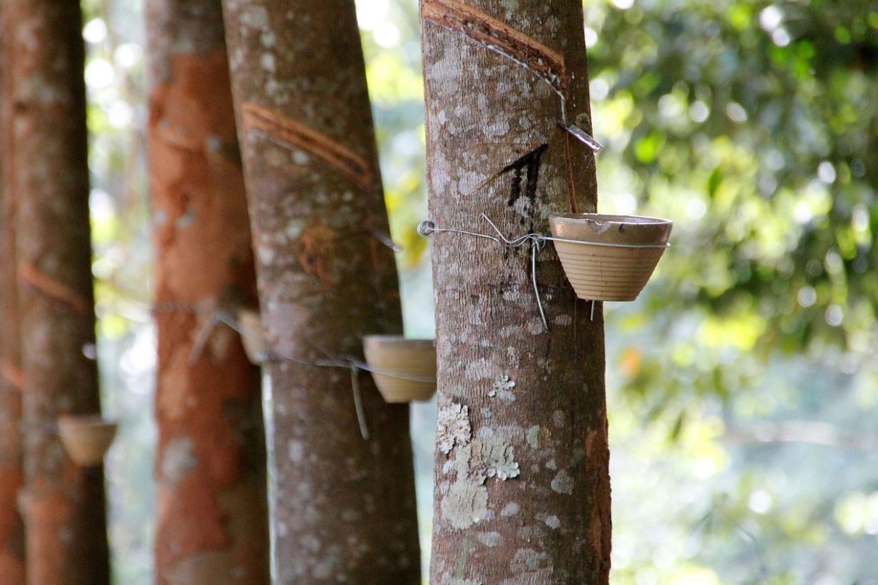 Malaysia's natural rubber production falls 37.3% in April 2025