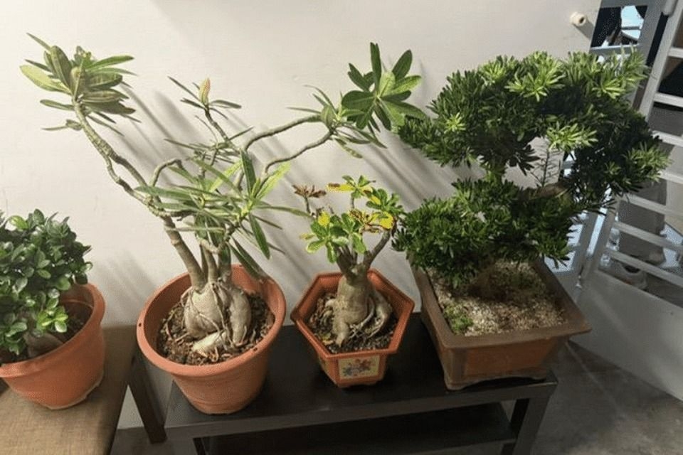 Singapore man charged with stealing S$1,500 worth of potted plants from Yishun HDB block