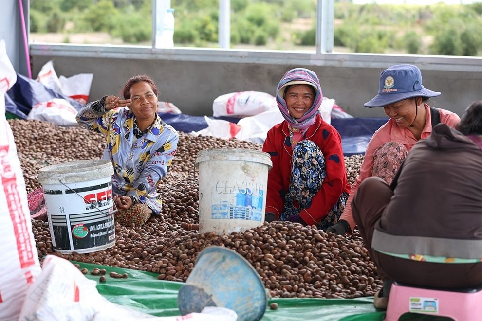 Australia, Japan combine to boost Cambodian cashew industry