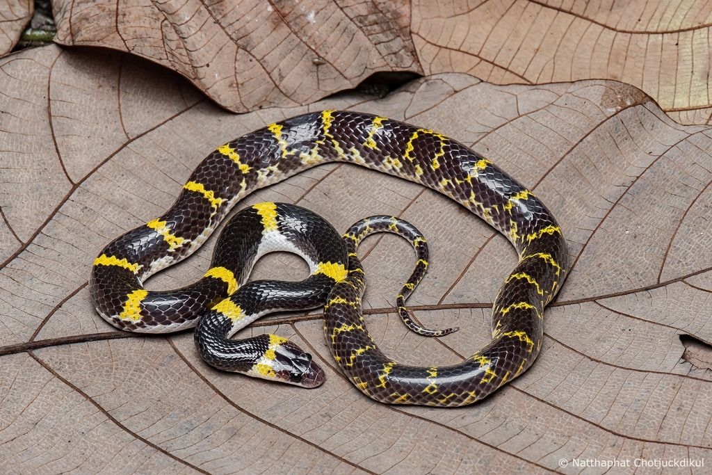 Rare snake species discovered in Myanmar for first time