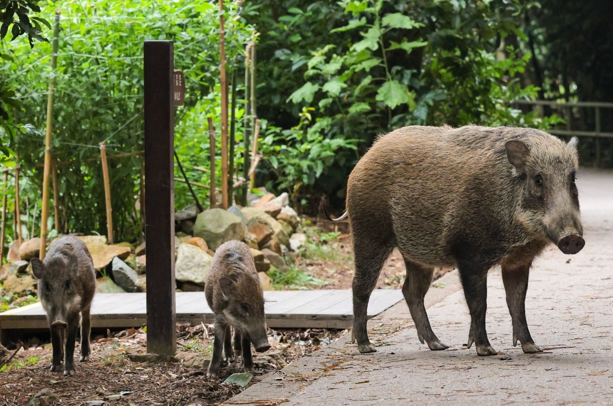 Pigs may have been domesticated in China as early as Neolithic era: study