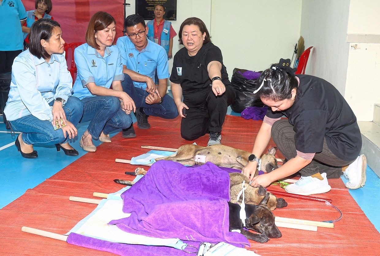 Perak's stray dog management to go ‘smart'