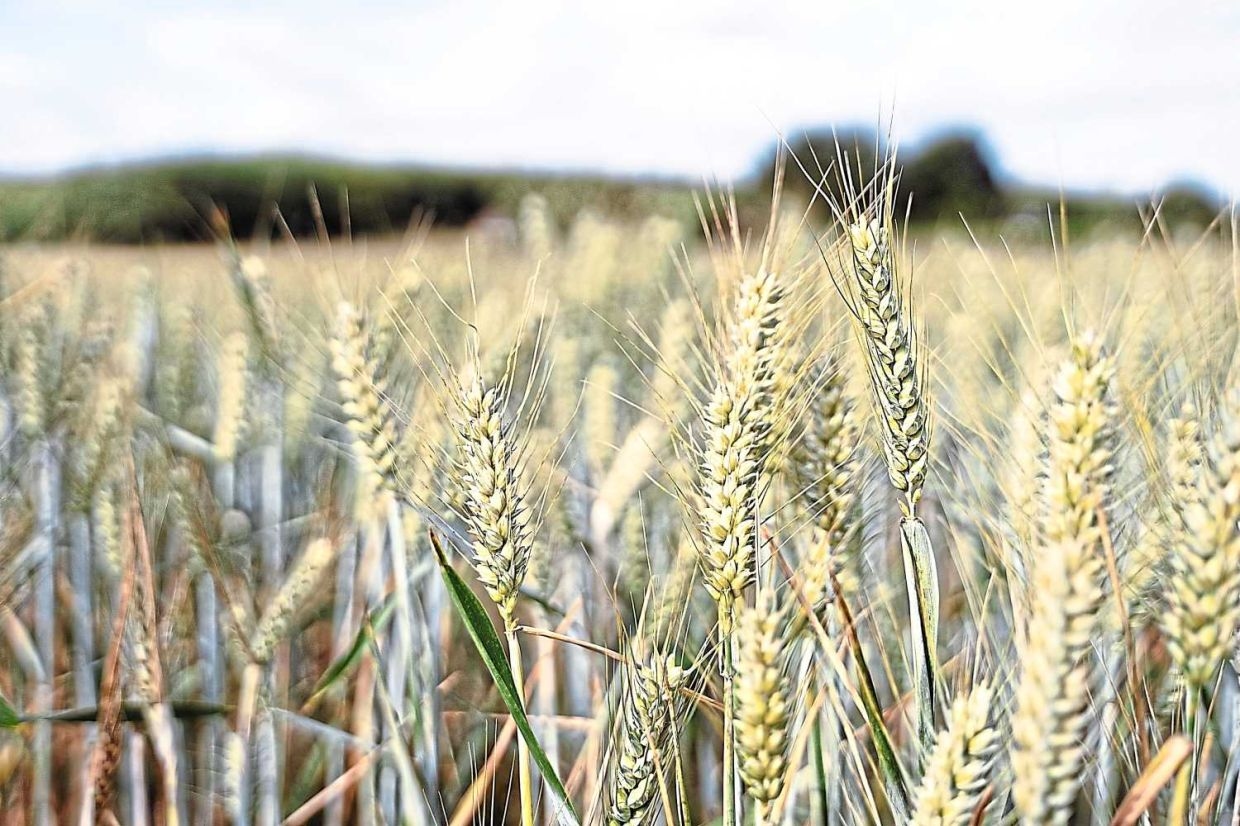 Malaysia's food security at risk