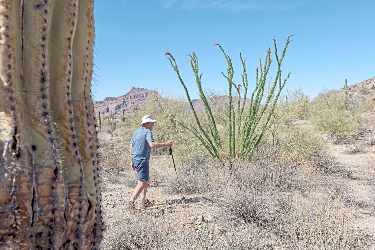 Weed manager of the year: One man's quest to save the Sonoran Desert